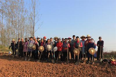 烔炀镇凤凰村 栽下核桃树，收获致富果