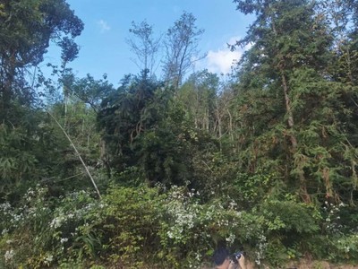 绿量虽“触顶” 质量须“攻关”——湖南探索森林可持续经营新路径