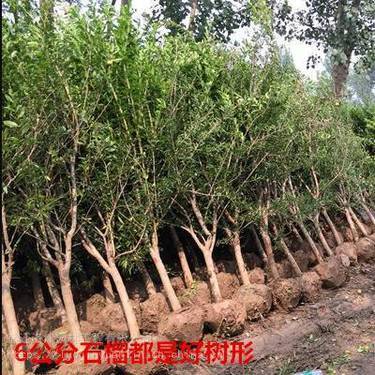 软籽石榴苗选购指南 值得信赖的种植经营渠道