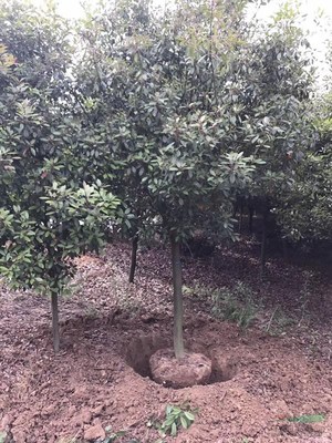 樱花树木种植经营 从选种到市场推广的全方位指南