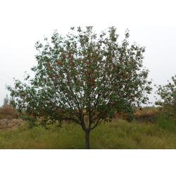 邳州市石博苗木种植专业合作社 专业树木种植，助力生态建设与绿化发展