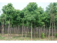 河南省太康县国新苗木种植专业合作社 优质速生楸树，规格齐全，大量供应