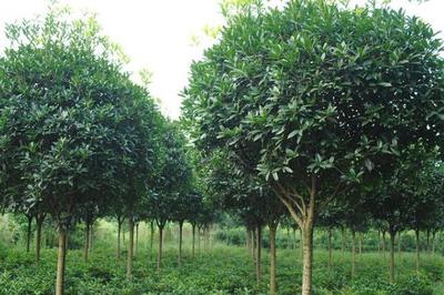 高价值树木种植指南 选择、策略与市场前景