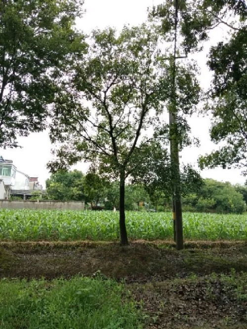 恭喜星创苗木种植园入驻苗木通 江苏刘星，值得您信赖的树木种植合作伙伴