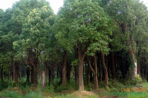 树木移栽后长势不良的常见原因与综合救治方案