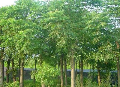 河南栾树形态特征介绍