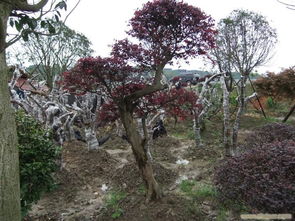 河北省唐山市海成绿化苗木基地 专业苗木种植与绿化服务