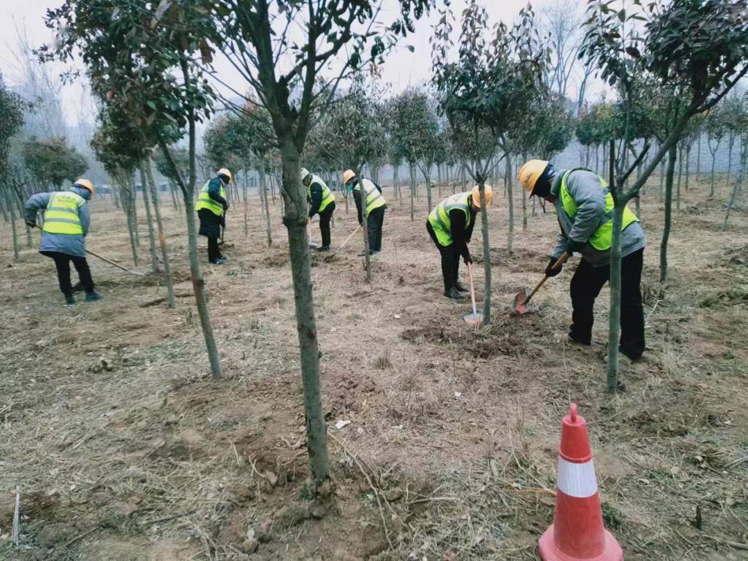 城市绿化精细化提升 乔灌木补栽与绿篱完善工程实践