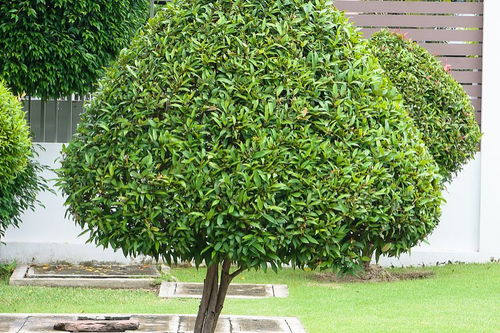 绿化工程中苗木种植费用的计算指南