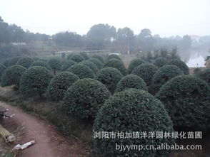 精品绿化苗木枸骨球批发供应指南 从浏阳苗圃到农苗网一站式采购