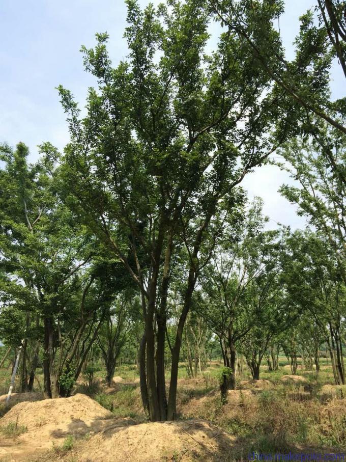 丛生朴树种植方法详解 从选苗到养护的全流程指南