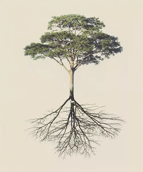 绿化苗木移植过程中土球散了怎么办？