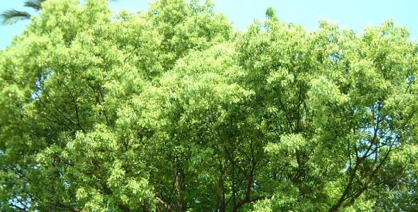 香樟树价格及种植方法详解