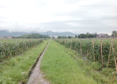 耕地种植新规落地 多类作物获准种植，树木与药材迎来发展机遇