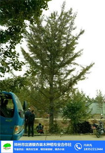 富通银杏苗木栽培基地 绿色产业的繁荣之路