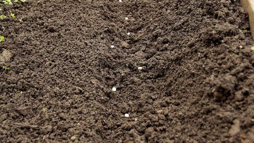 苗木种植反季节施工方案 树木种植的突破与策略