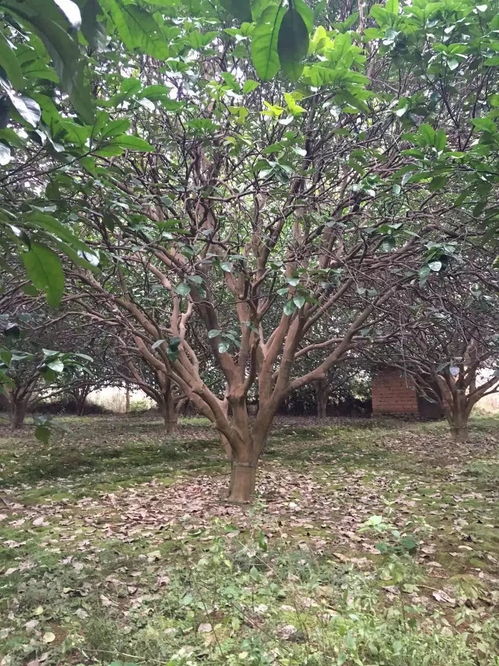 苗友苗木 目光长远，树木种植的未来可期