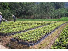 简阳市洪森苗木种植专业合作社公司简介