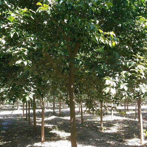 2022年无锡地区10公分国槐上车价及股份集团树木种植分析