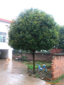 供应各类绿化苗木桂花树 优质厂商与指导价介绍